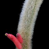 Cleistocactus brookeae ssp vulpis-cauda (available 60cm L & 72cm L)